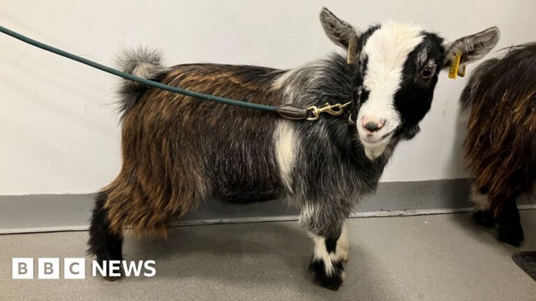 Read more about the article Therapy goats in Devon “bring a bit of something different”