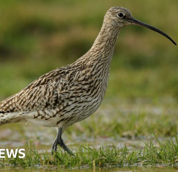 Endangered curlew numbers boosted on Dartmoor