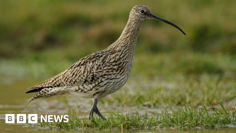 Read more about the article Endangered curlew numbers boosted on Dartmoor