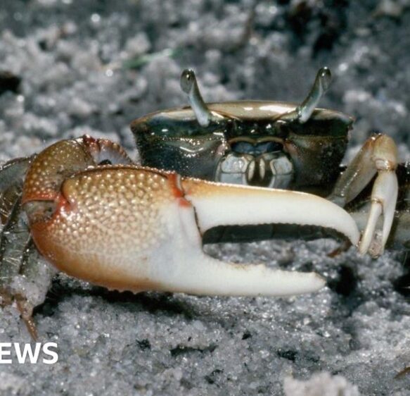 Fiddler crabs break down microplastics