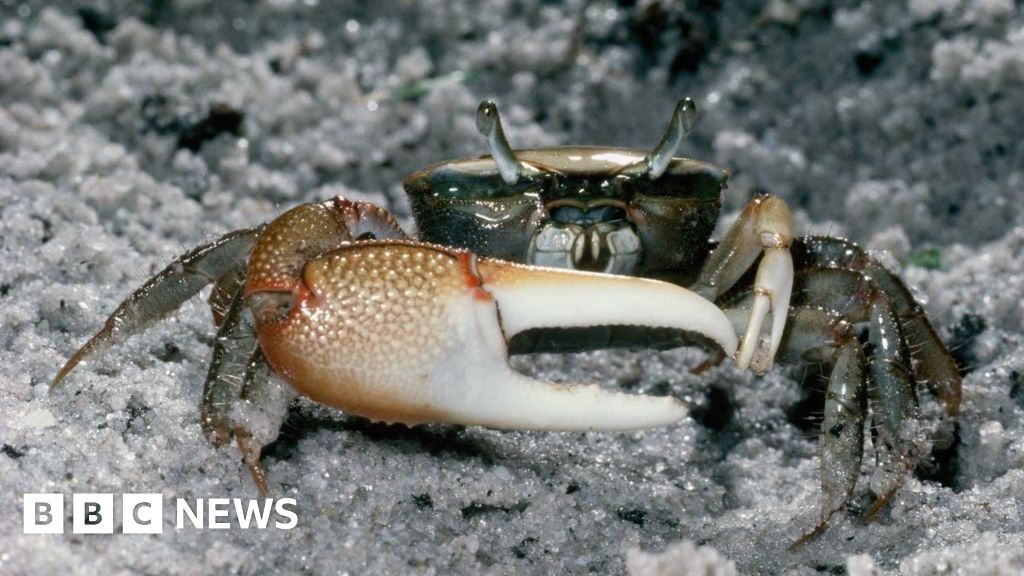 You are currently viewing Fiddler crabs break down microplastics