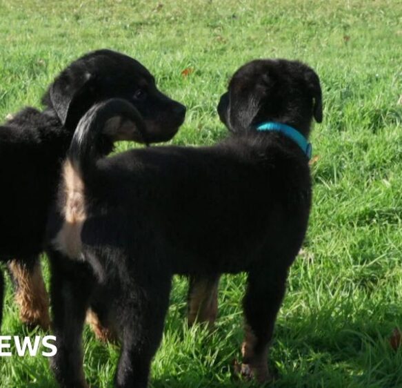 Rottweiler pups named after Krays join Devon and Cornwall Police