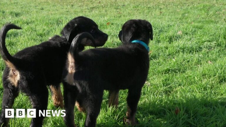 Read more about the article Rottweiler pups named after Krays join Devon and Cornwall Police