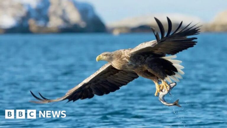 Read more about the article Disappearance of conservation project white-tailed eagles probed
