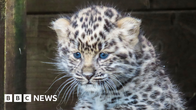 Read more about the article Rare Amur leopard cub born at Dartmoor Zoo is named