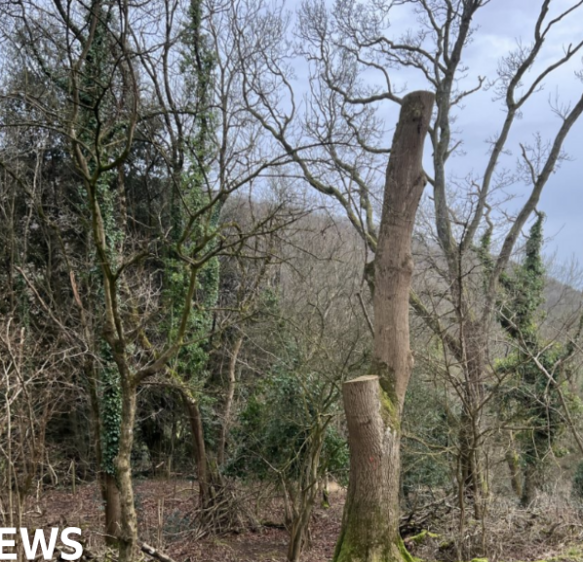 Somerset Council to spend £2.2m on ash dieback and tree care