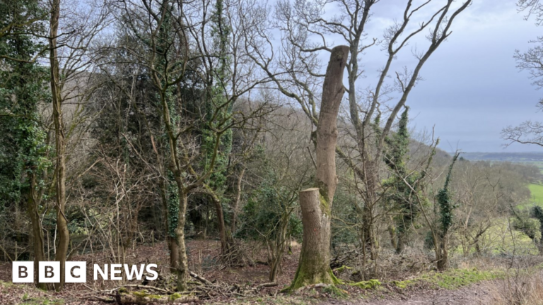 Read more about the article Somerset Council to spend £2.2m on ash dieback and tree care