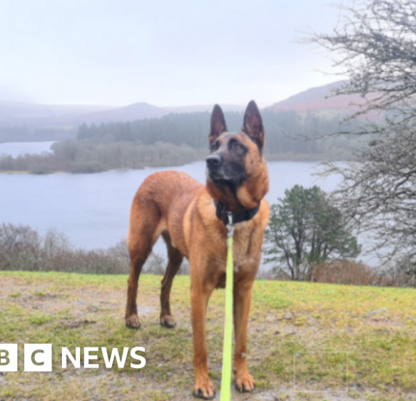 Charity funds retired Devon police dog’s urgent leg surgery