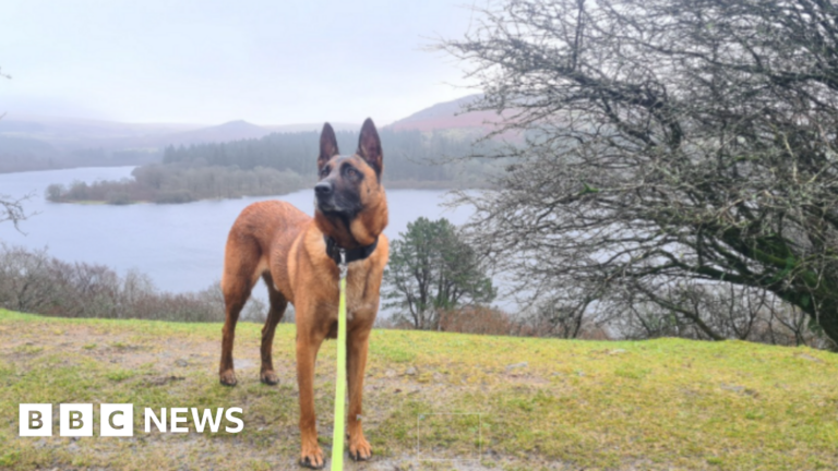 Read more about the article Charity funds retired Devon police dog’s urgent leg surgery