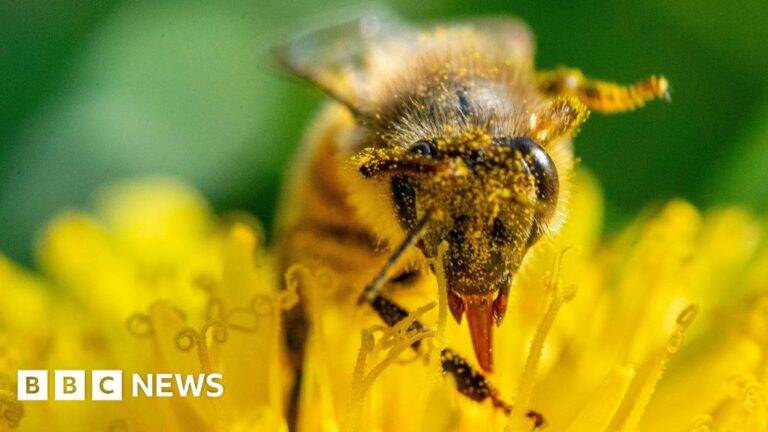 Read more about the article Penryn Town Council delays decision about using toxic weedkiller