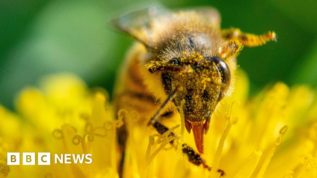 You are currently viewing Penryn Town Council delays decision about using toxic weedkiller