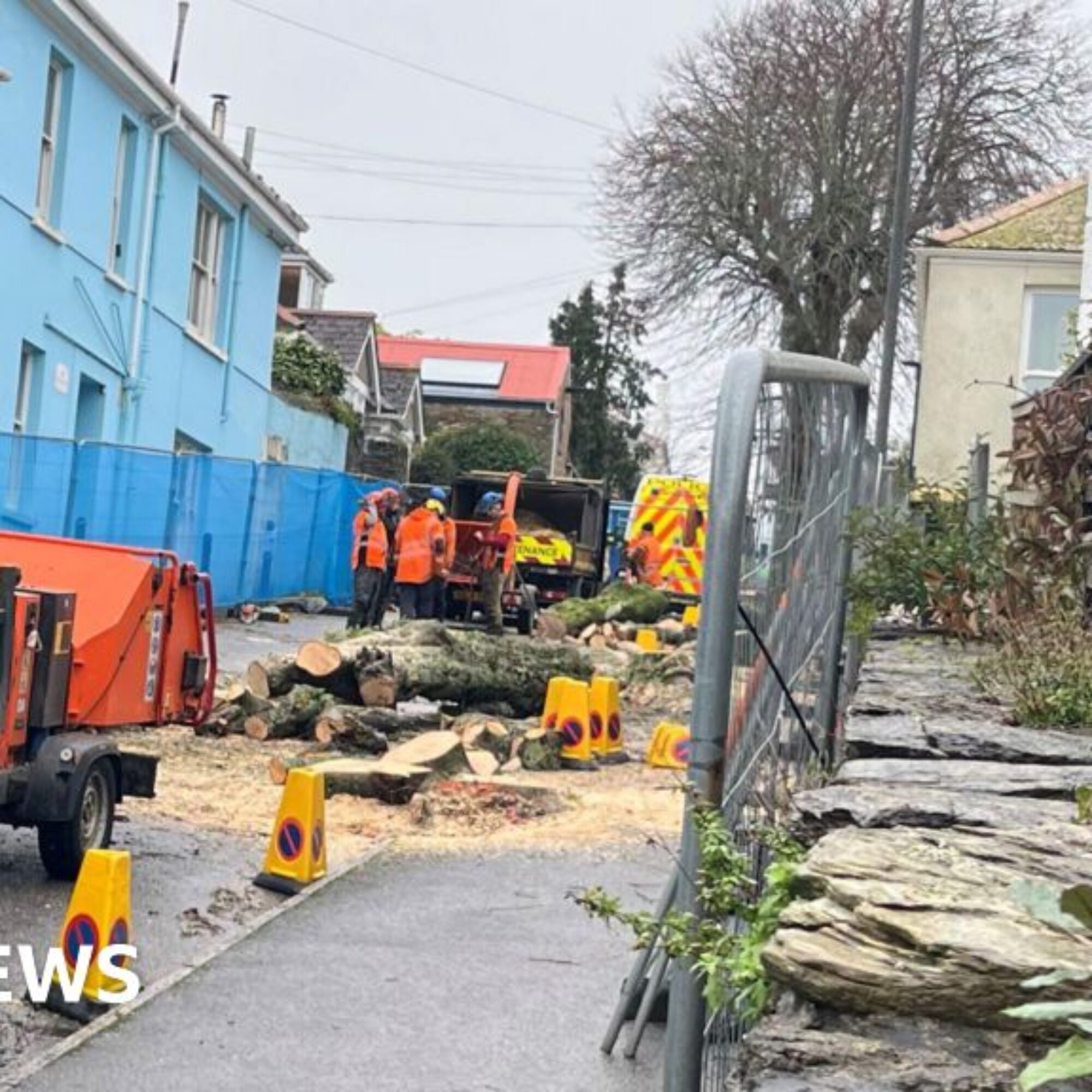 Protesters and police clash as Falmouth trees cut down