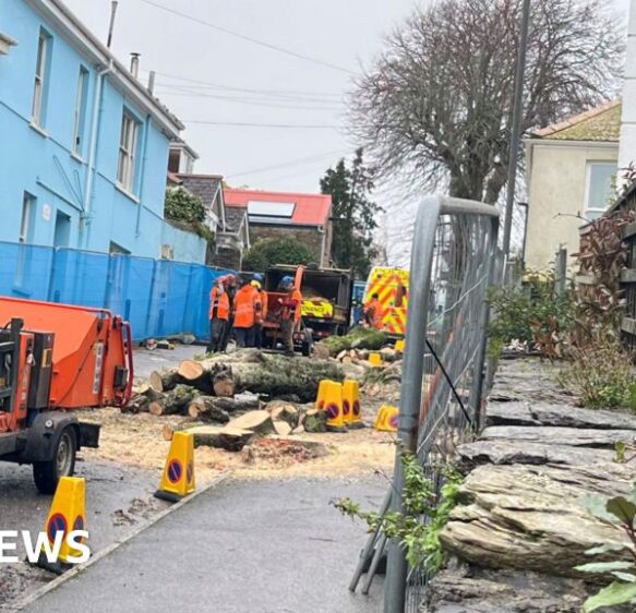 Protesters and police clash as Falmouth trees cut down