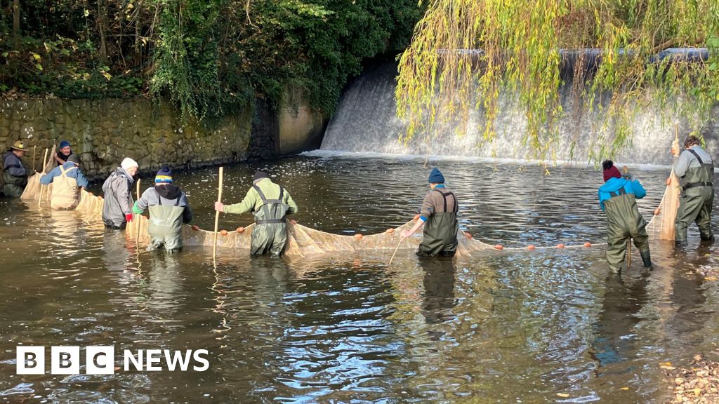 You are currently viewing Salmon functionally extinct in Devon river due to weir, says charity