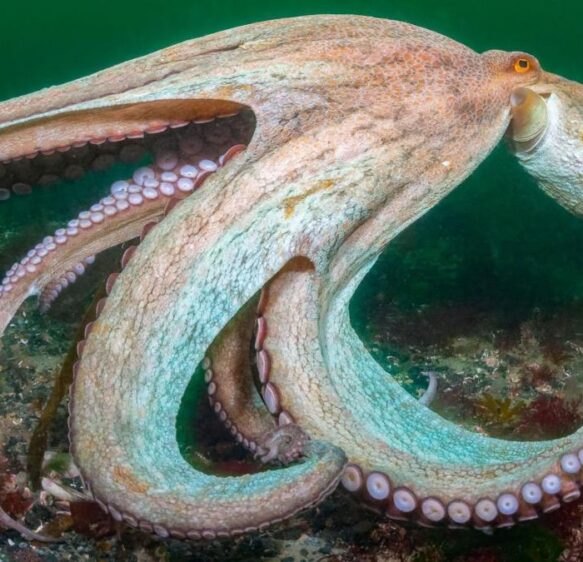 Octopus numbers on south coast increase massively in 2025