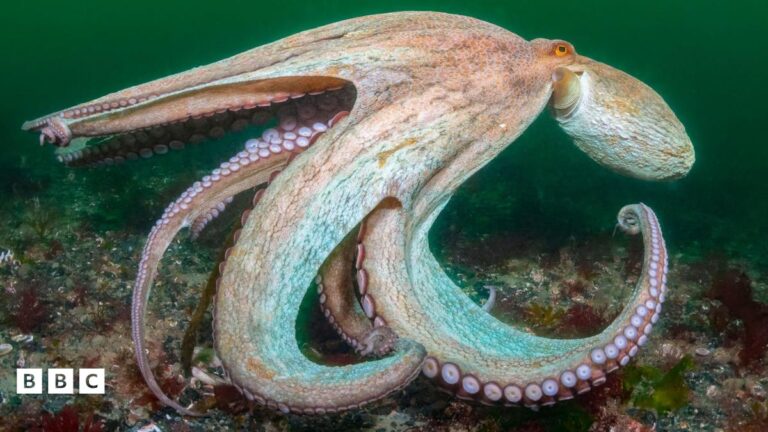 Read more about the article Octopus numbers on south coast increase massively in 2025