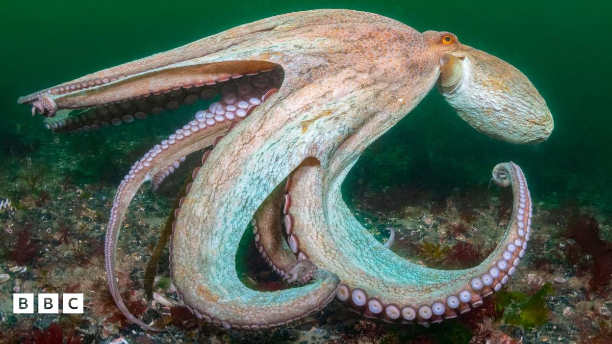 You are currently viewing Octopus numbers on south coast increase massively in 2025