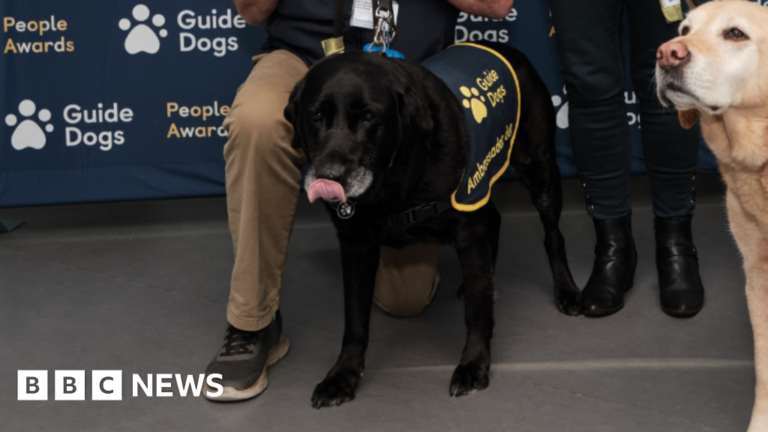 Read more about the article Dawlish guide dog wins award for life service