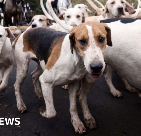 Probe as drone footage appears to show illegal fox hunt