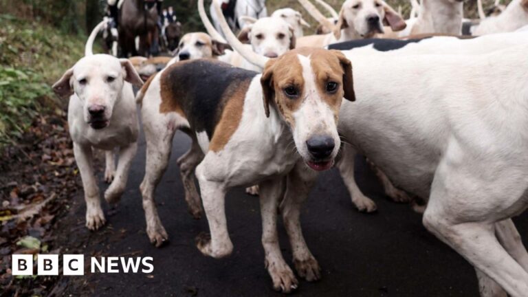 Read more about the article Probe as drone footage appears to show illegal fox hunt