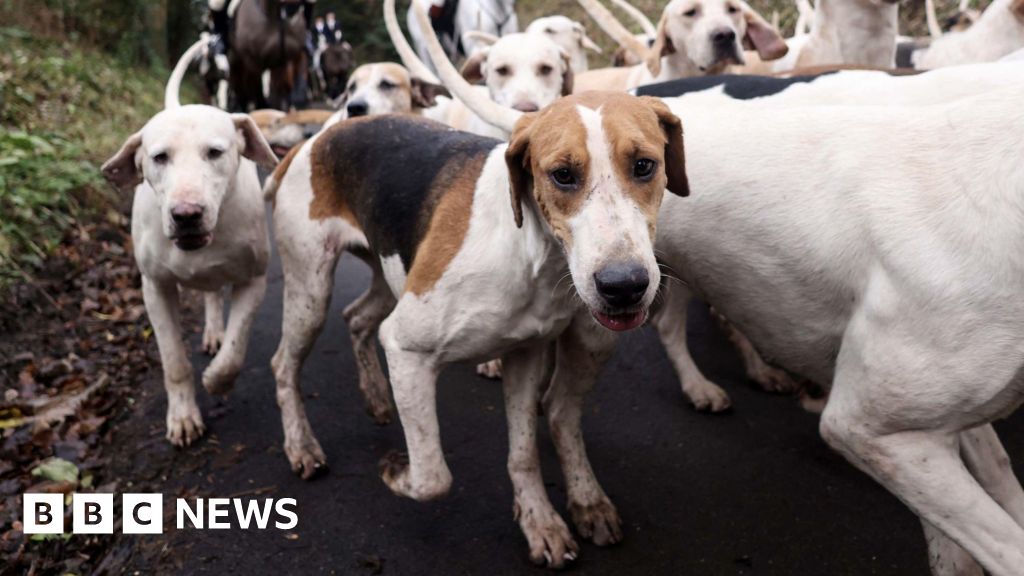 You are currently viewing Probe as drone footage appears to show illegal fox hunt