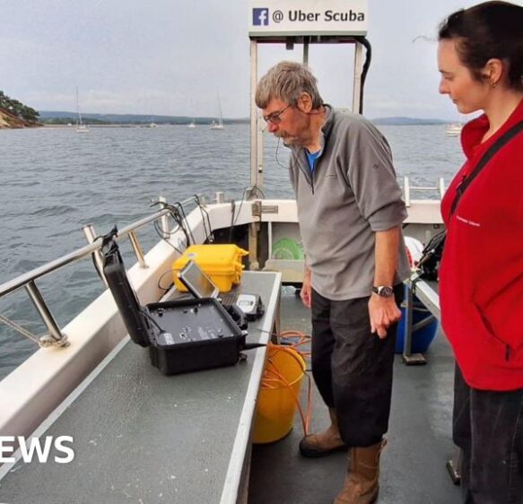 Brownsea Island nature reserve’s seagrass to be mapped