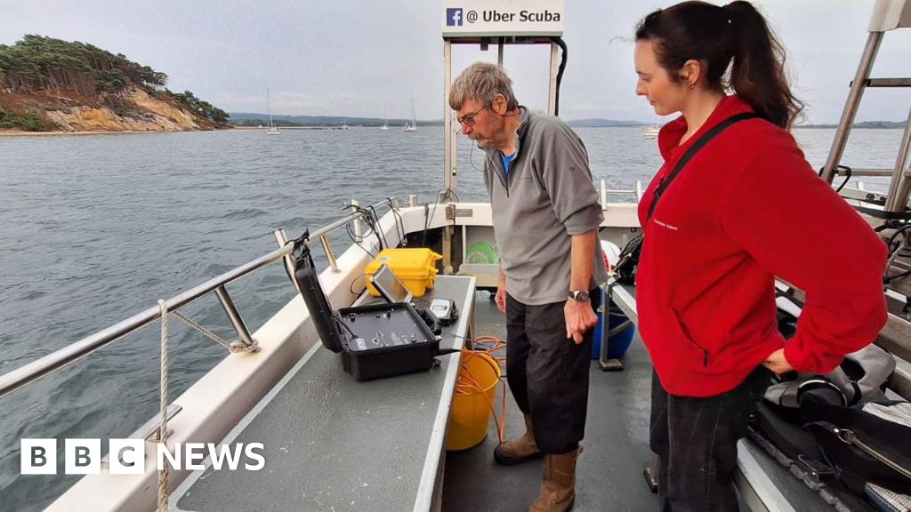 You are currently viewing Brownsea Island nature reserve’s seagrass to be mapped