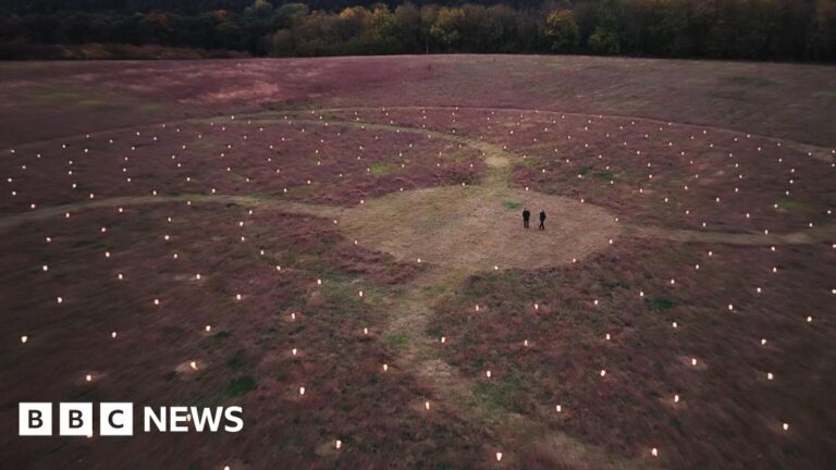 Read more about the article Lanterns reveal scale of Echo Wood living trees artwork
