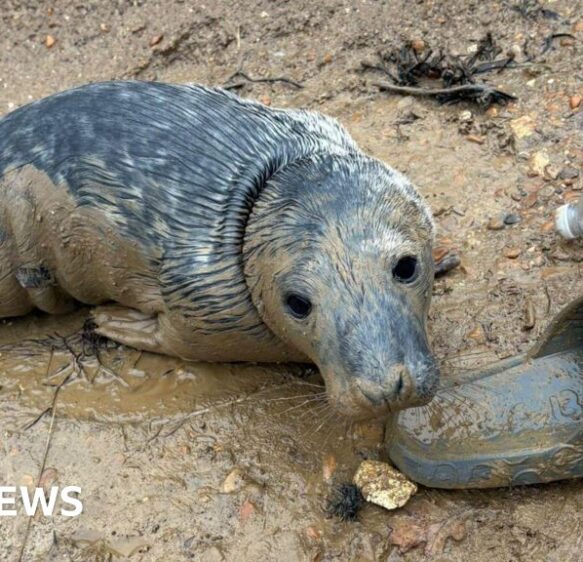 Why do sea creatures end up on beaches after storms?