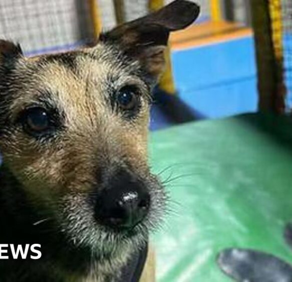 ‘Dog soft play centre opens’ and ‘longest NHS strike continues’