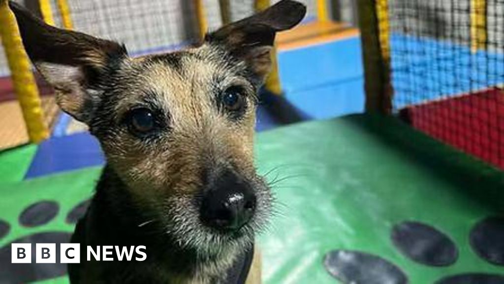 You are currently viewing ‘Dog soft play centre opens’ and ‘longest NHS strike continues’