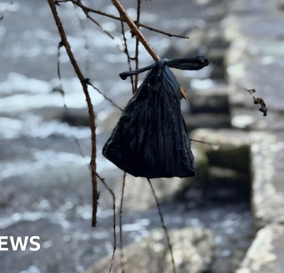 Plea to Exmoor dog walkers not to ‘decorate’ trees with poo bags