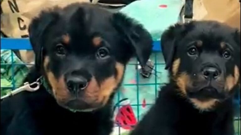 Read more about the article Devon and Cornwall Police have two new recruits Ronnie and Reggie the Rottweilers