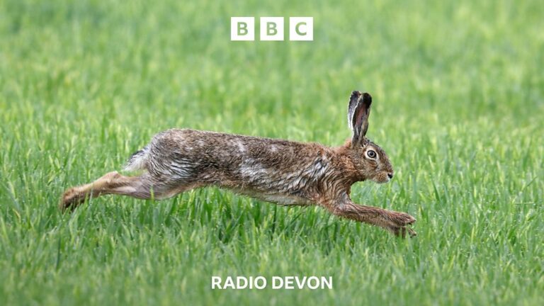 Read more about the article Secret Devon