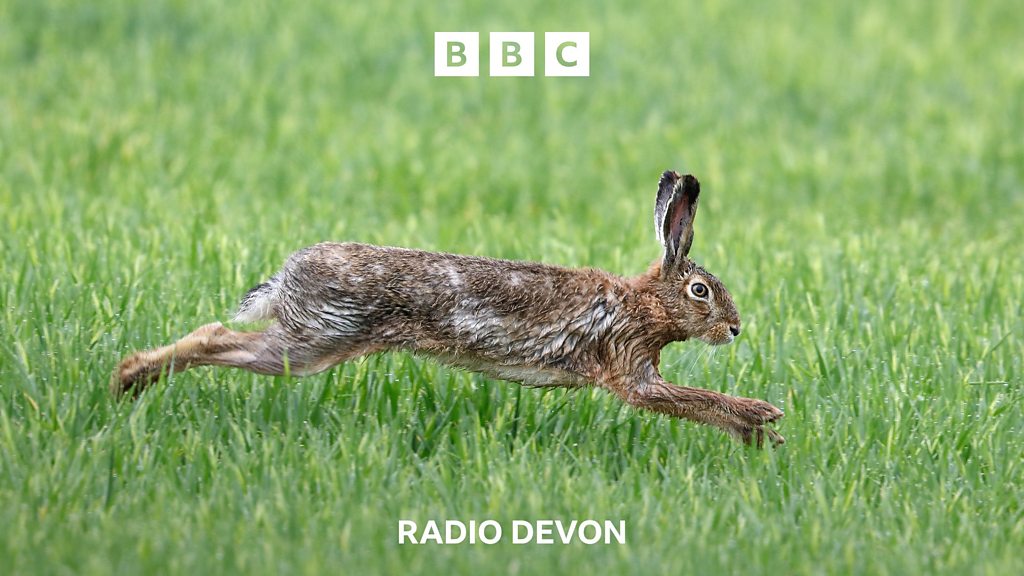 You are currently viewing Secret Devon