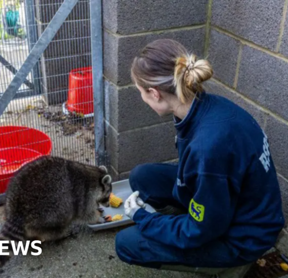 Cornwall raccoon and Devon seals make RSPCA’s top 2025 rescues