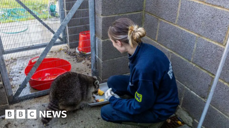 Read more about the article Cornwall raccoon and Devon seals make RSPCA’s top 2025 rescues
