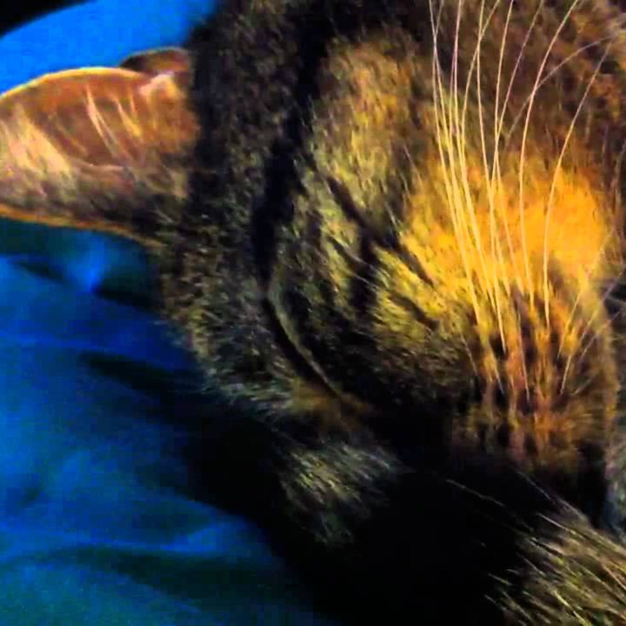 Cats kinda loud, isn’t it? Snoring Cat