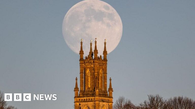 Read more about the article ‘Palm tree planning row’ and ‘Wolf moon’