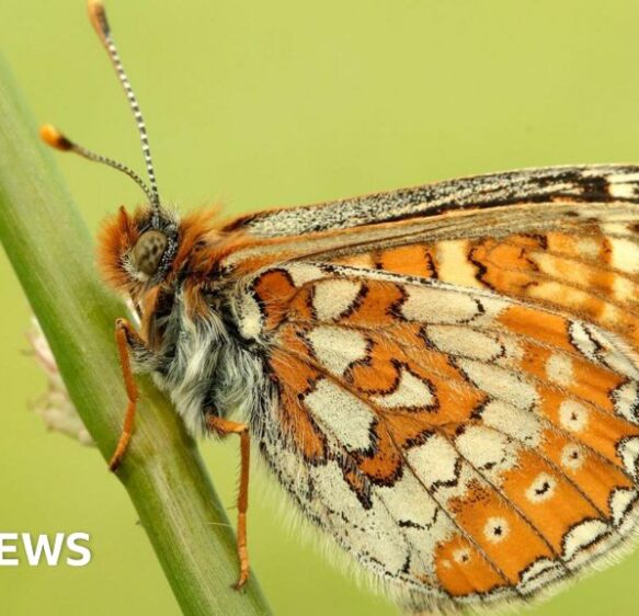 Rare butterfly numbers reach record levels says charity