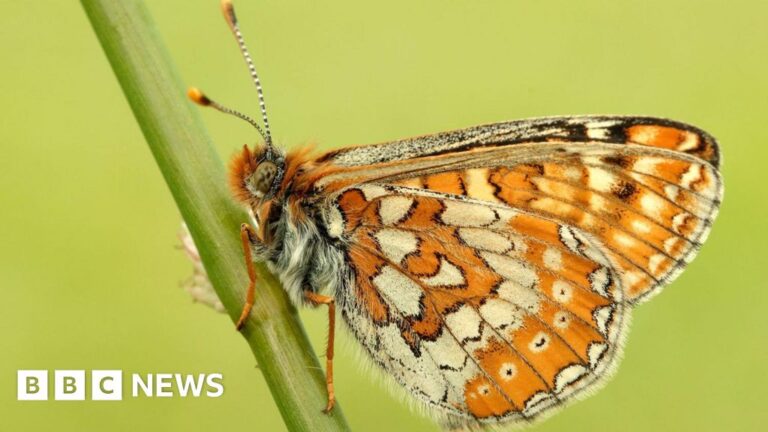 Read more about the article Rare butterfly numbers reach record levels says charity