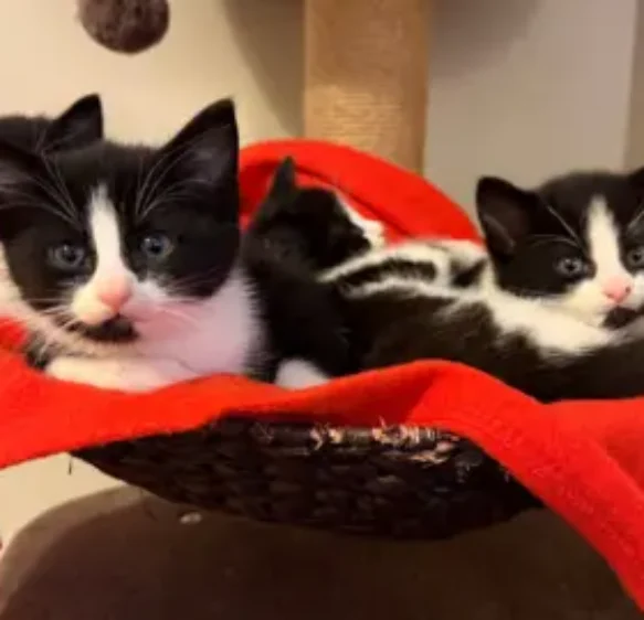 The West’s animal shelters say 2025 was the hardest year yet