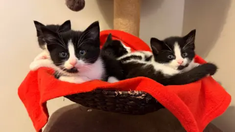 BBC Four black and white kittens sitting in a basket. They have black heads, but white cheeks and noses.