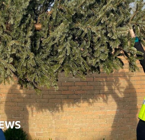 The charities collecting Christmas trees in Bristol, Gloucestershire, Somerset and Wiltshire