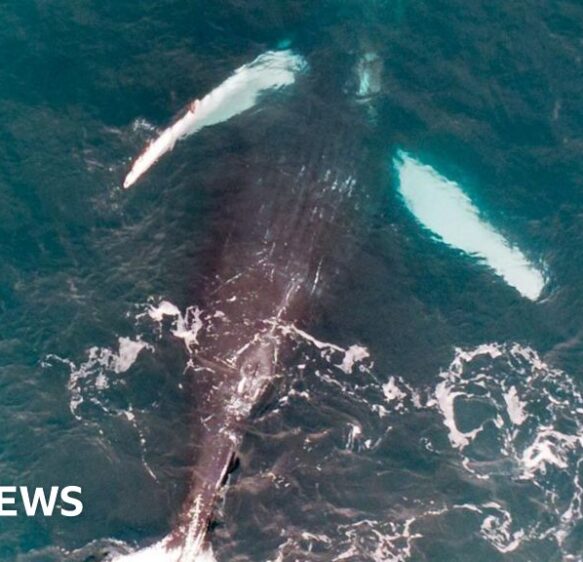 Gender of Pi the whale identified using drone photo