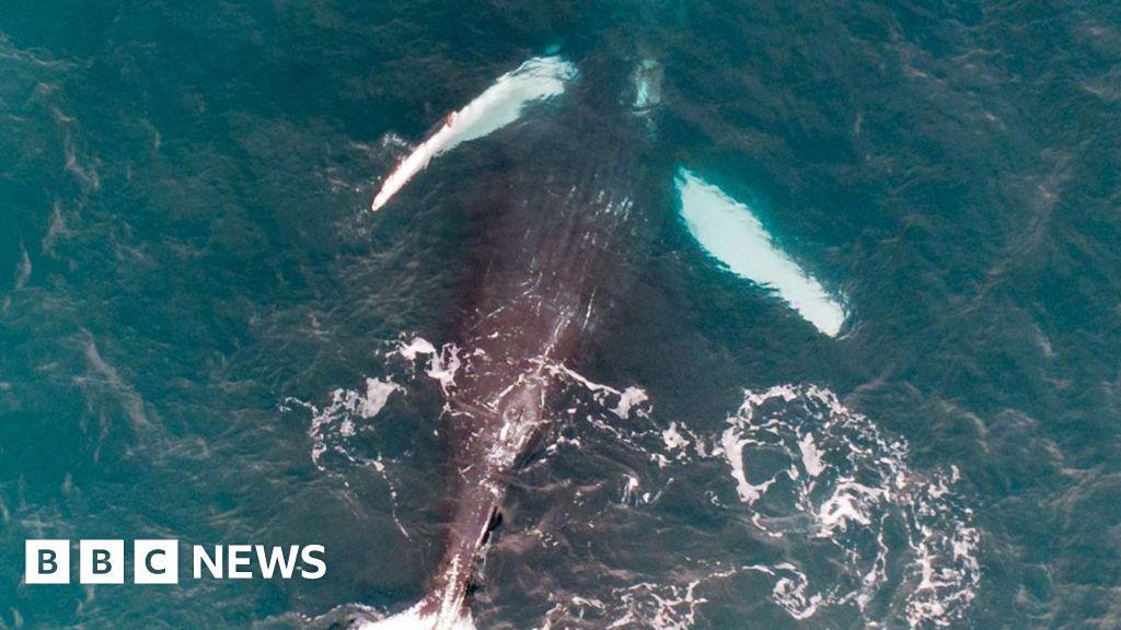 You are currently viewing Gender of Pi the whale identified using drone photo