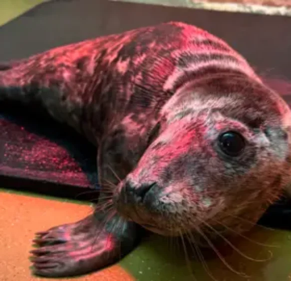 Underweight seal pup recovering after Seatown beach rescue