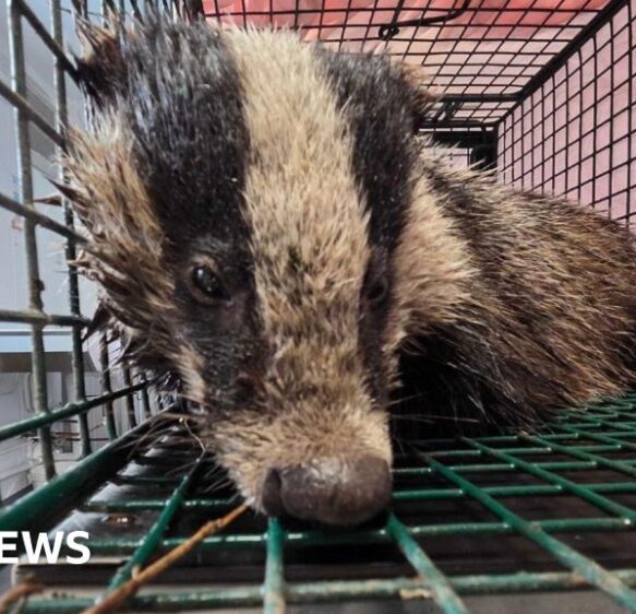'Badger rescue' and the most 'breathtaking beach'