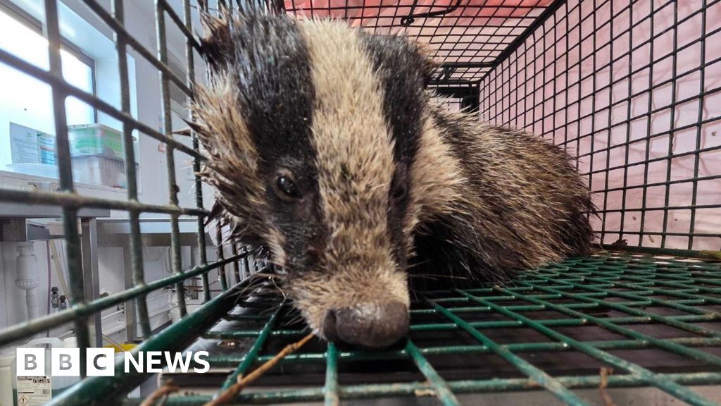 You are currently viewing 'Badger rescue' and the most 'breathtaking beach'