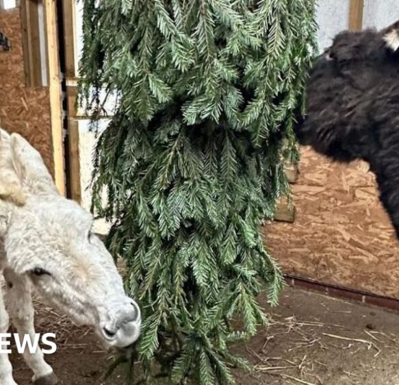 How to recycle Christmas trees in the South